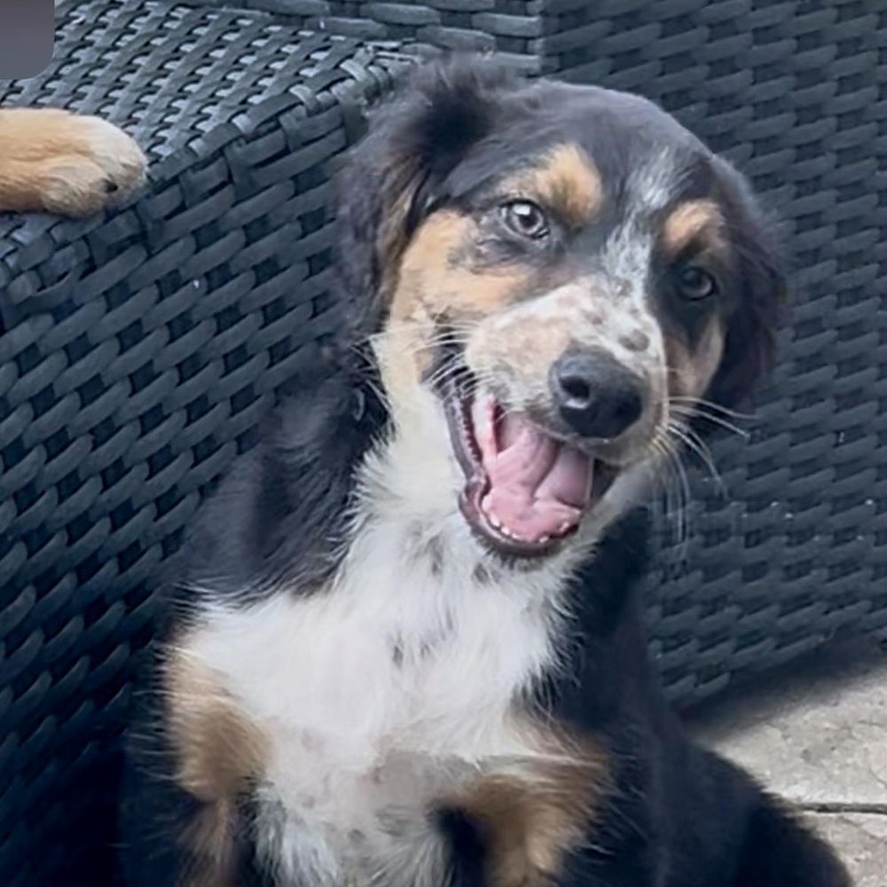Freckles is a Young Australian Shepherd mix described as: Affectionate, Gentle, Playful and Friendly
