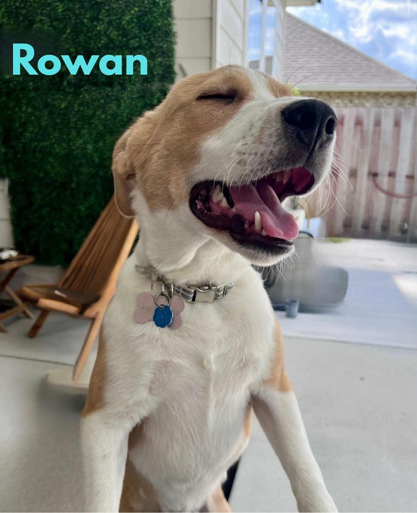 Rowan is a Young Australian Shepherd mix described as: Affectionate, Playful, Friendly and Athletic