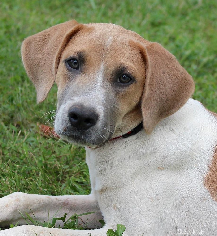 Clover is a Young Foxhound mix
