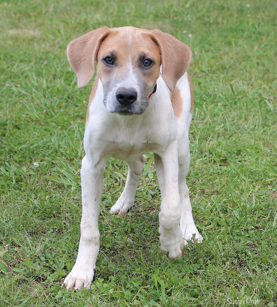 Clover is a Young Foxhound mix