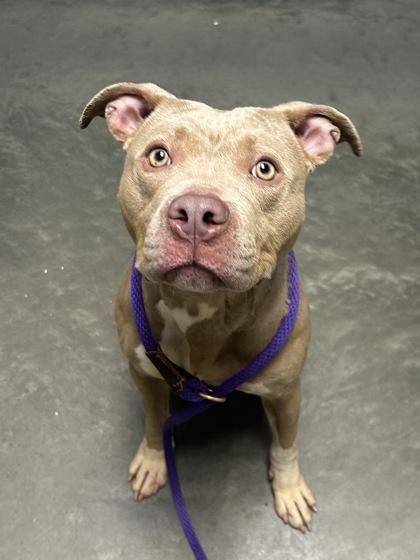 Smalls is a Adult Mixed Breed 