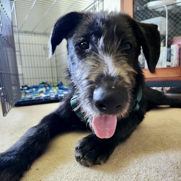 Marshall is a Young Giant Schnauzer mix described as: Affectionate, Athletic, Curious, Friendly, Funny, Gentle, Loves, Playful and Smart