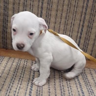 Ace is a Baby Pit Bull Terrier mix