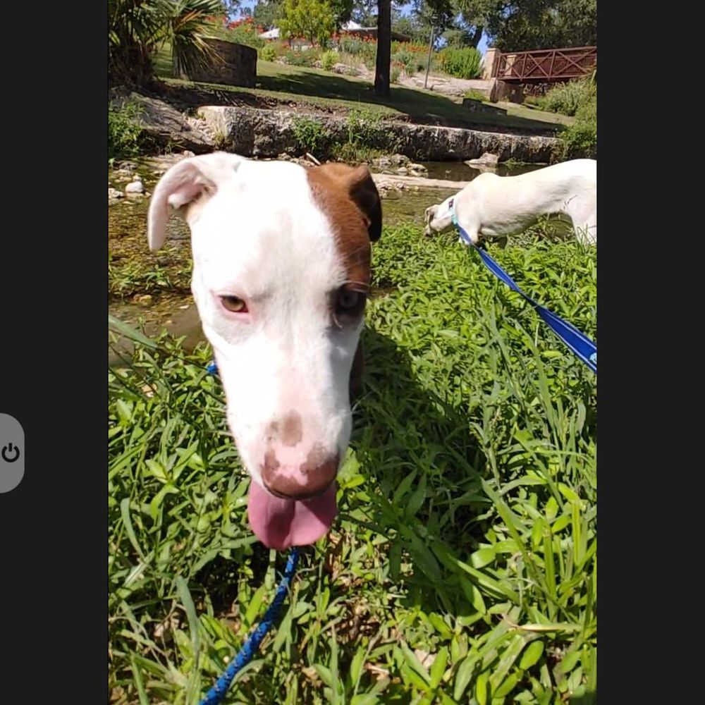 Blink is a Young Terrier mix described as: Affectionate, Loyal, Friendly, Smart and Funny