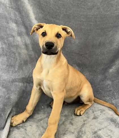 Eagle is a Young Retriever mix described as: Curious, Playful, Loyal and Loves