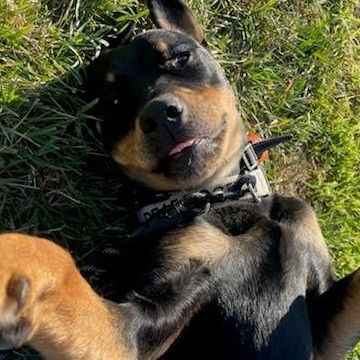 Kila is a Young Rottweiler  described as: Affectionate, Athletic and Brave