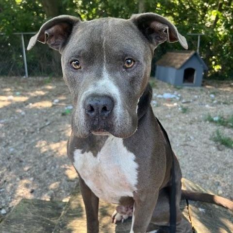 Mowgli is a Adult Pit Bull Terrier  described as: Affectionate, Friendly, Loyal, Sweet and Loves