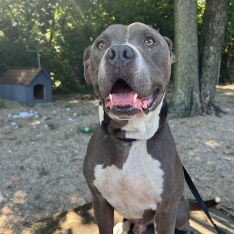Mowgli is a Adult Pit Bull Terrier  described as: Affectionate, Friendly, Loyal, Sweet and Loves