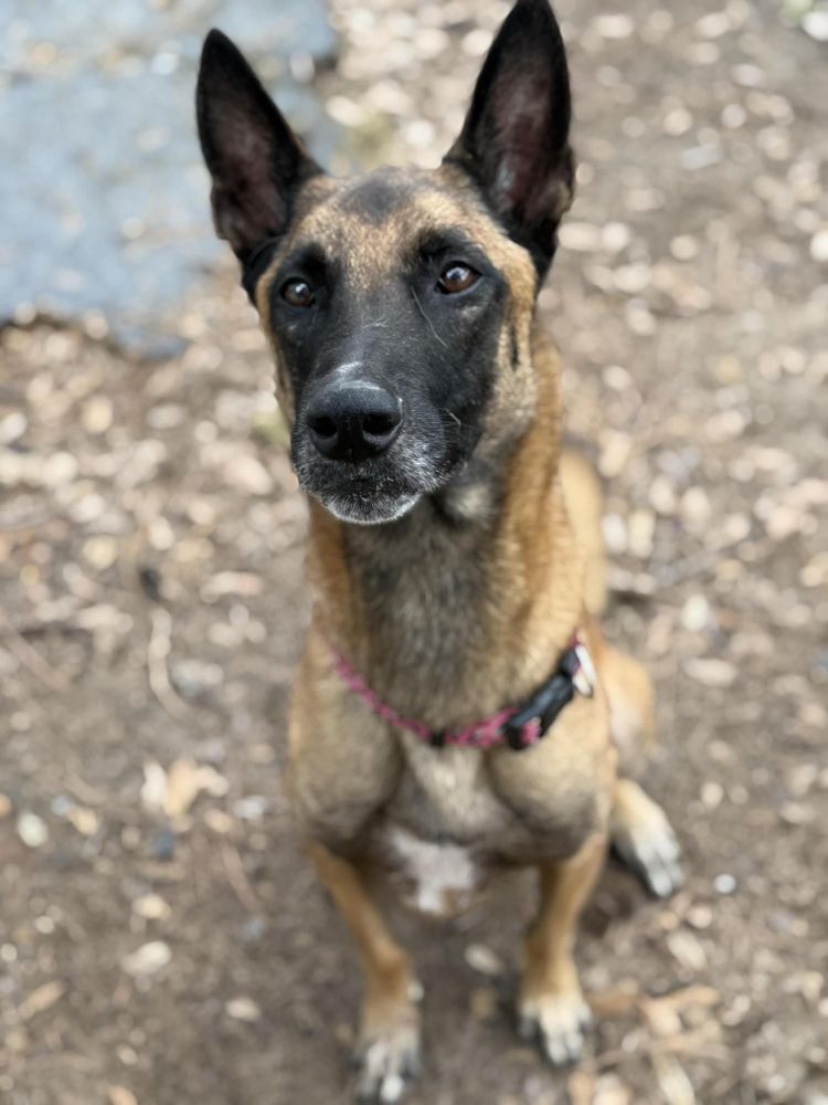 Panda is a Adult Belgian Shepherd / Malinois  described as: Friendly, Gentle, Loyal, Playful, Smart, Couch, Loves, Independent and Quiet