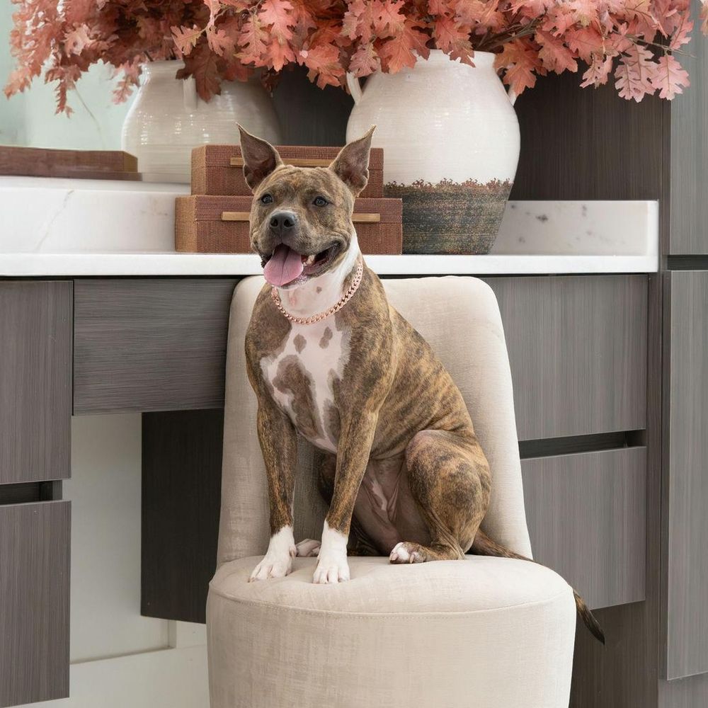 Naala is a Baby Boxer mix described as: Affectionate, Friendly, Playful and Couch