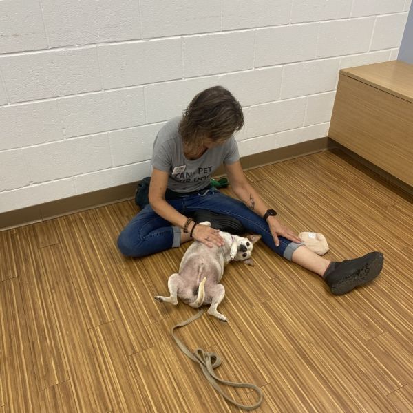 Aang is a Adult Mixed Breed 