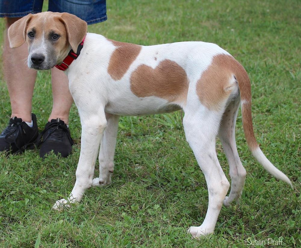 Clover is a Young Foxhound mix
