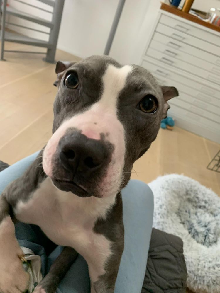 Minnie is a Young Boston Terrier mix described as: Affectionate, Brave, Friendly, Quiet, Loves, Gentle and Couch