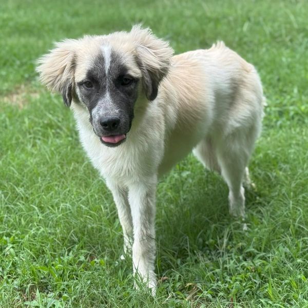 Poppi is a Young Anatolian Shepherd mix