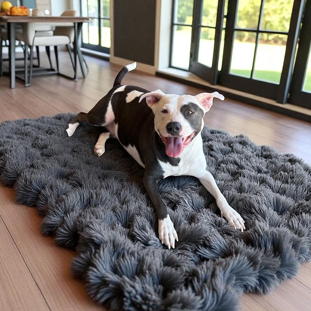 Nova is a Adult Pit Bull Terrier mix described as: Affectionate, Friendly, Funny, Playful, Loves and Smart