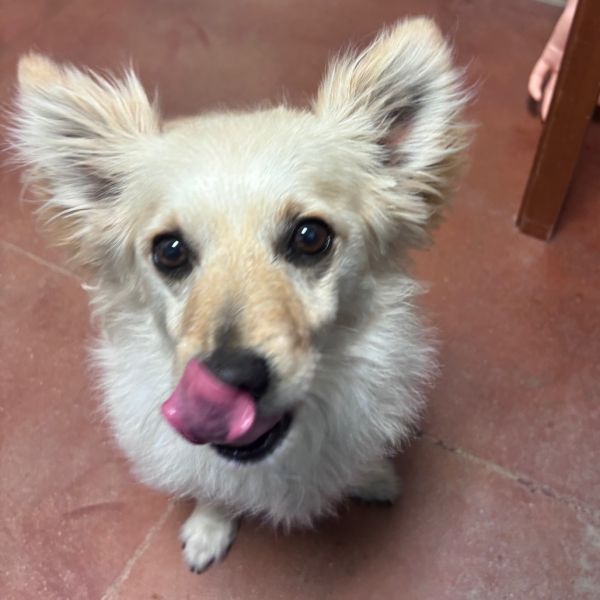Boogie is a Adult Pomeranian mix described as: Has Lived With Children and Has Lived With Other Dogs