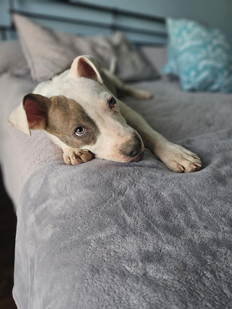 Bear is a Baby Terrier 