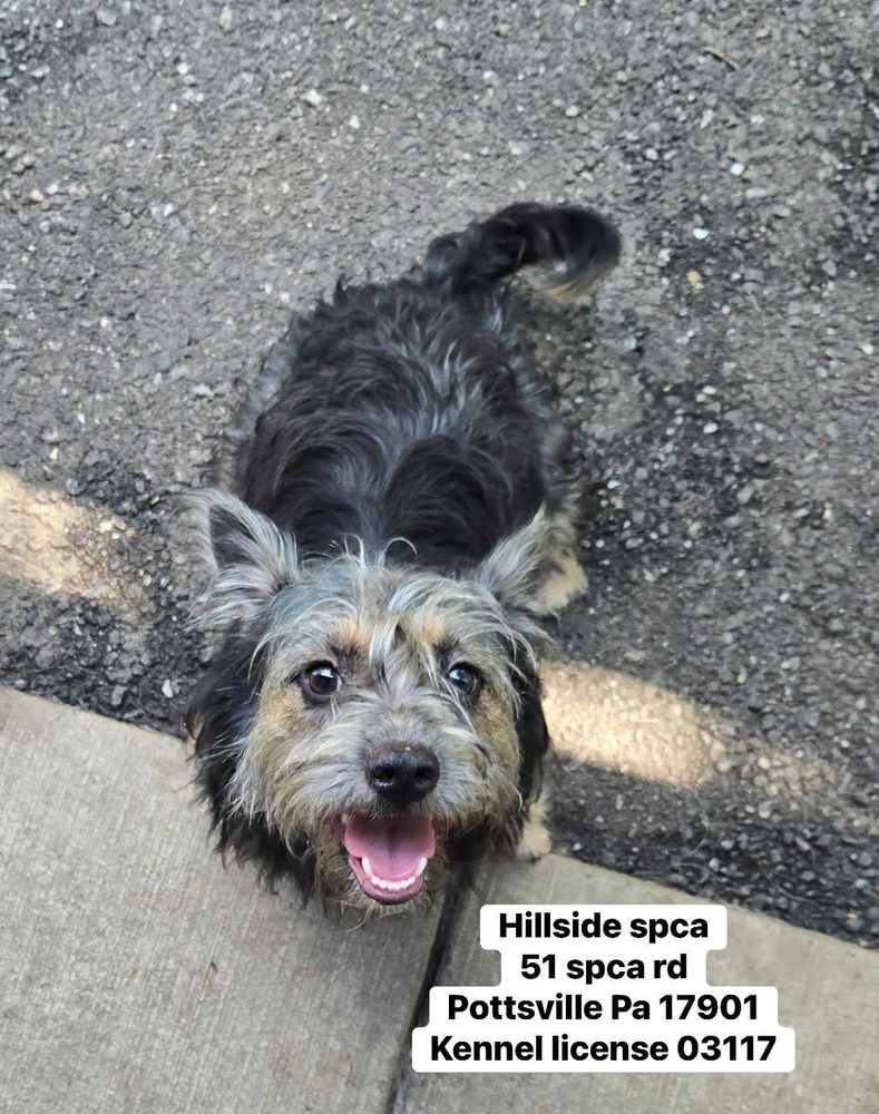 Tootsie is a Young Schnauzer mix described as: Affectionate and Friendly
