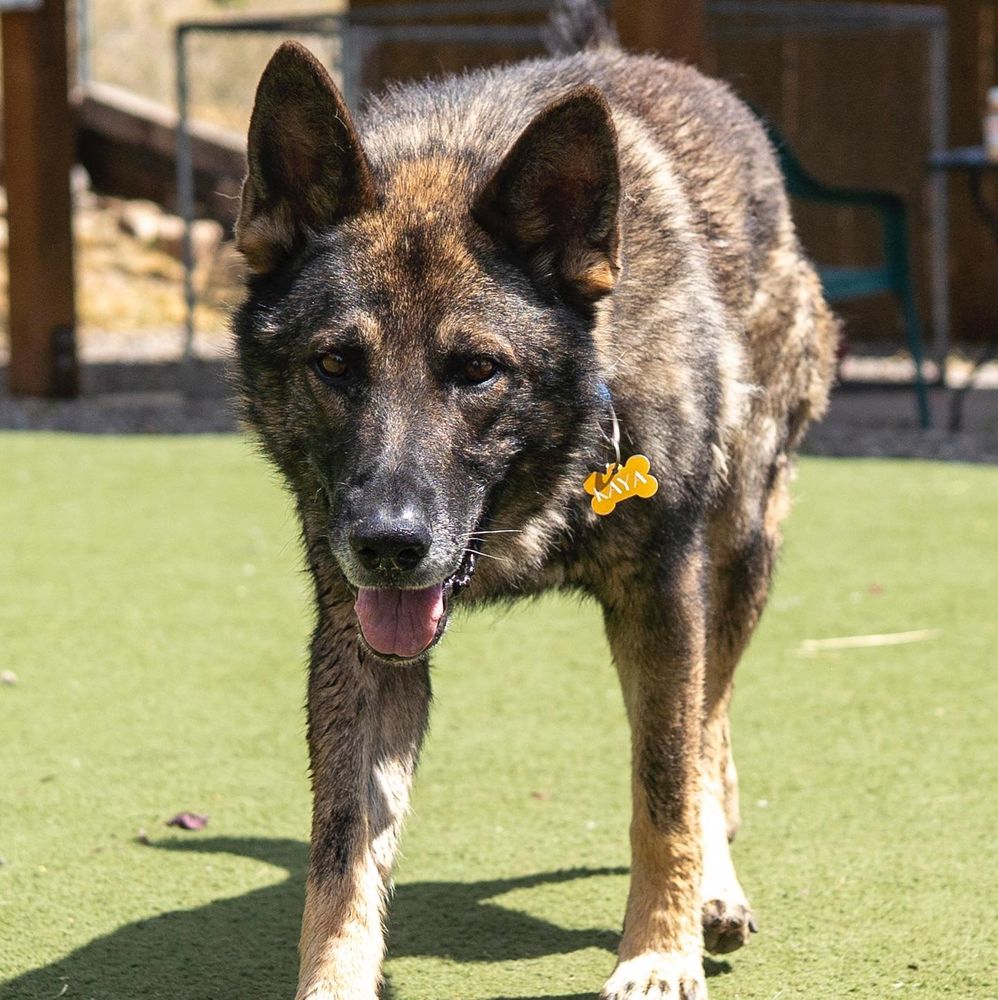 Cody is a Adult German Shepherd Dog mix described as: Playful, Friendly and Quiet