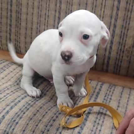 Ace is a Baby Pit Bull Terrier mix