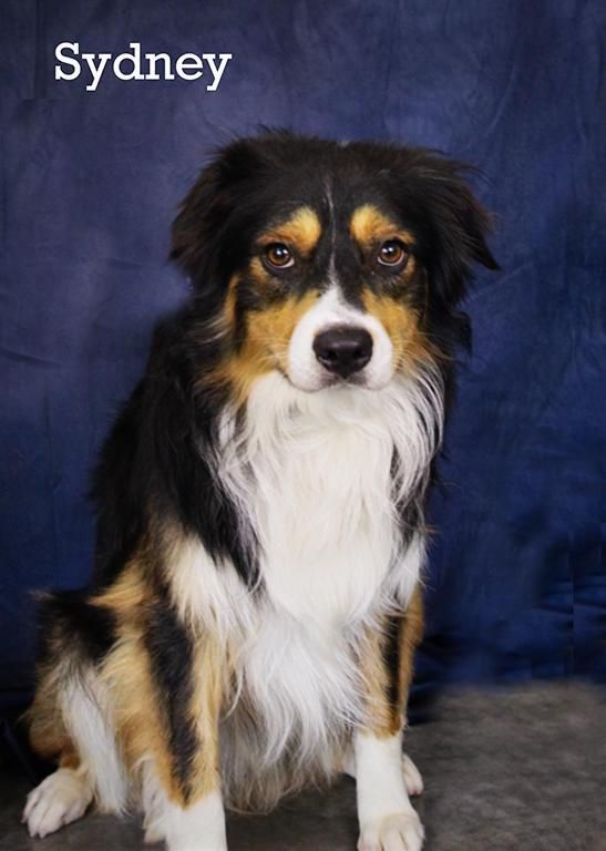 Sydney is a Young Australian Shepherd 