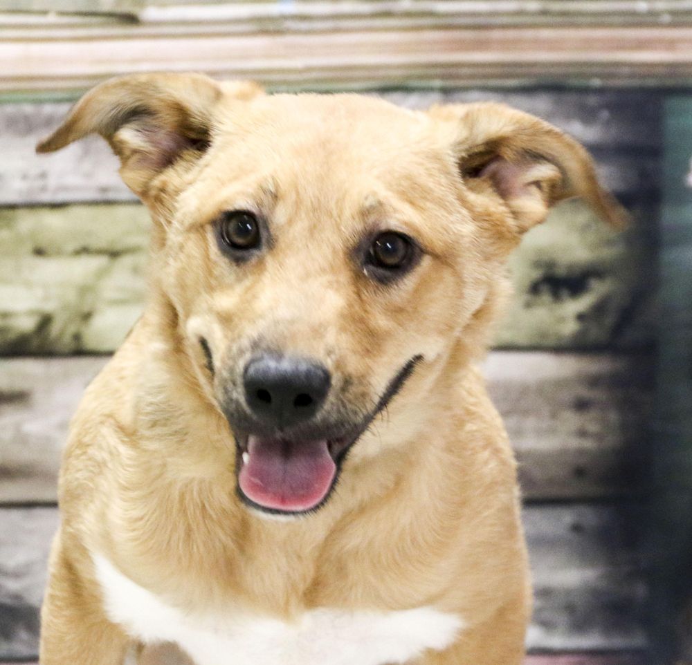 Dazzler is a Baby Yellow Labrador Retriever mix described as: Affectionate, Athletic, Friendly, Playful and Loves Tummy Rubs