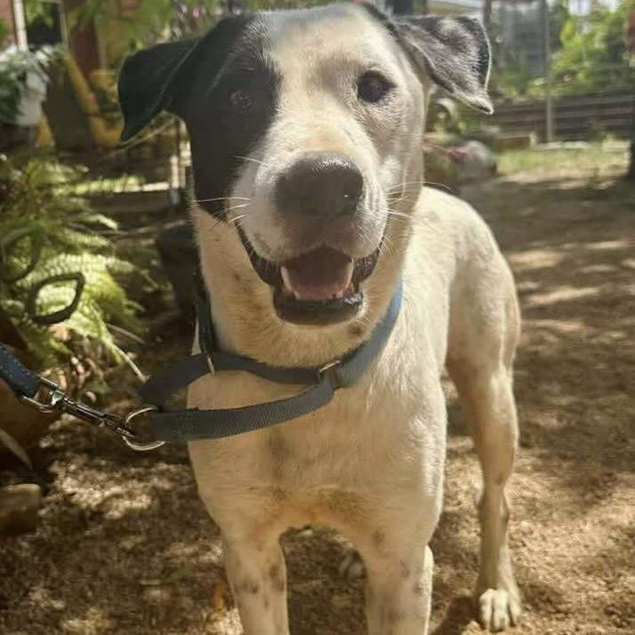 Tostito is a Young Cattle Dog mix described as: Affectionate, Curious, Friendly, Loves, Loyal, Playful and Gentle
