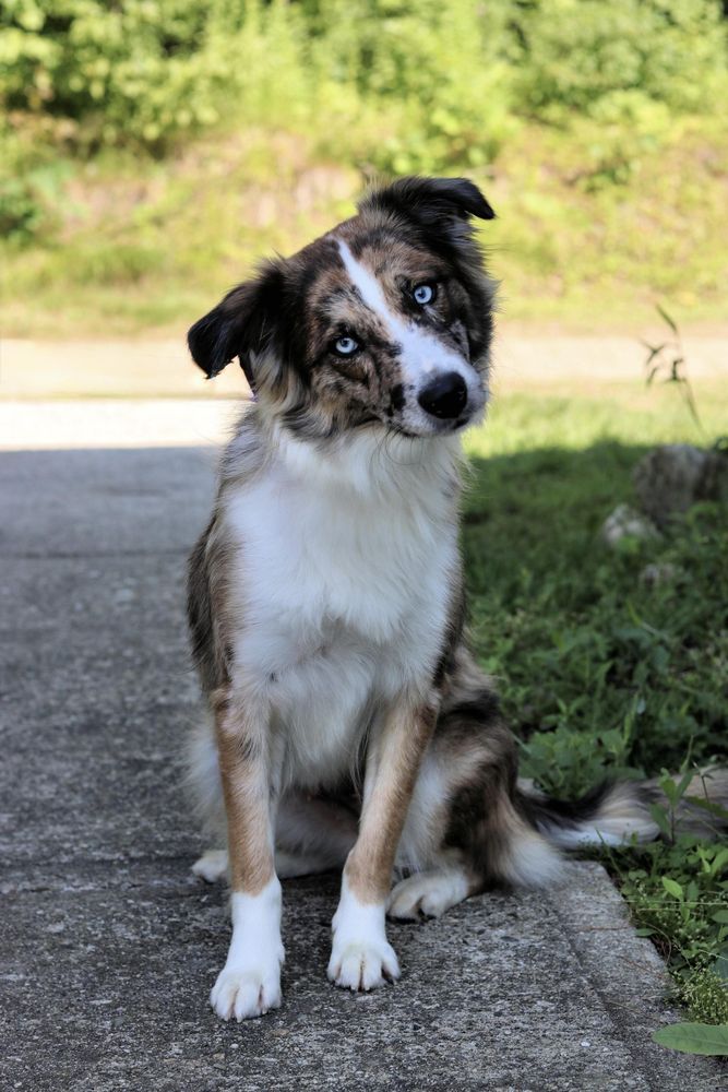 Precious is a Young Australian Shepherd  described as: Affectionate and Athletic