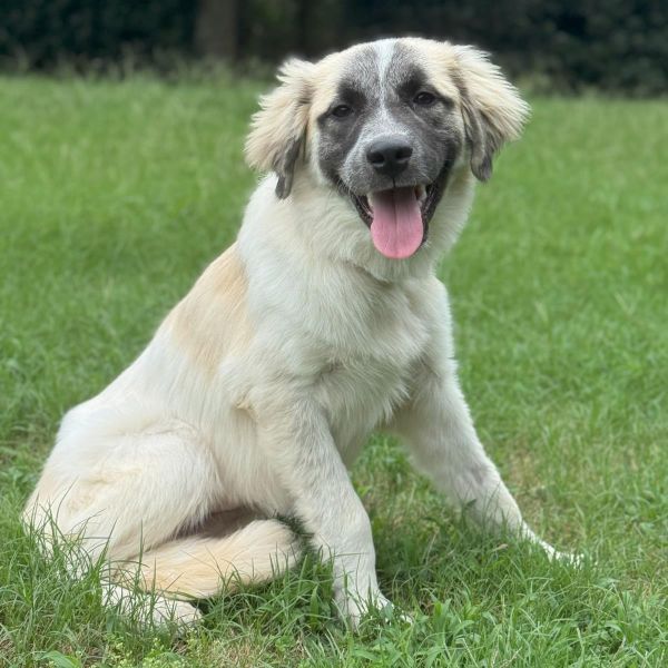 Poppi is a Young Anatolian Shepherd mix