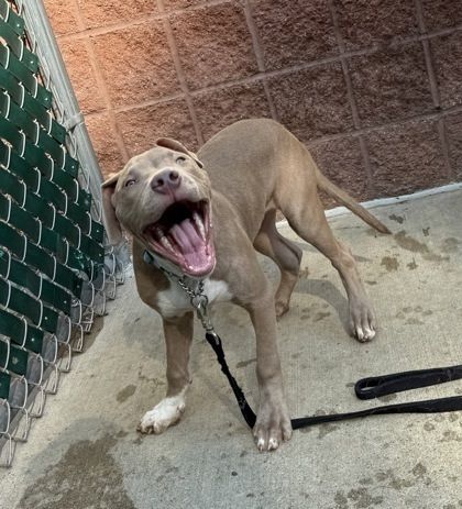 Spencer is a Adult Pit Bull Terrier mix