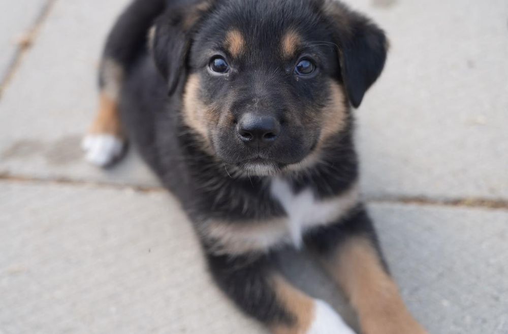 Oregano is a Baby Shepherd mix described as: Affectionate, Friendly, Funny and Playful