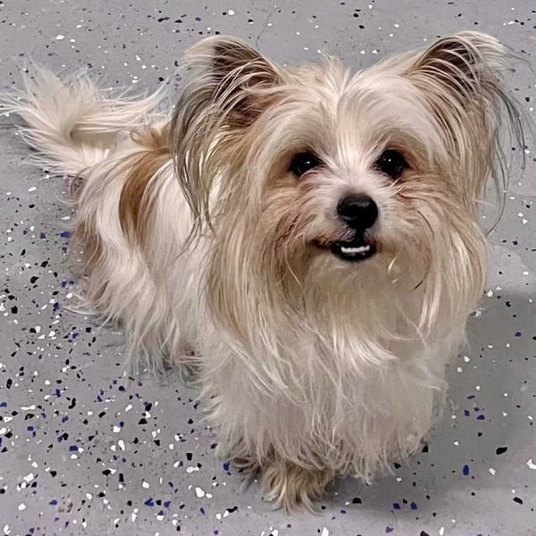 Lilo is a Adult Havanese mix
