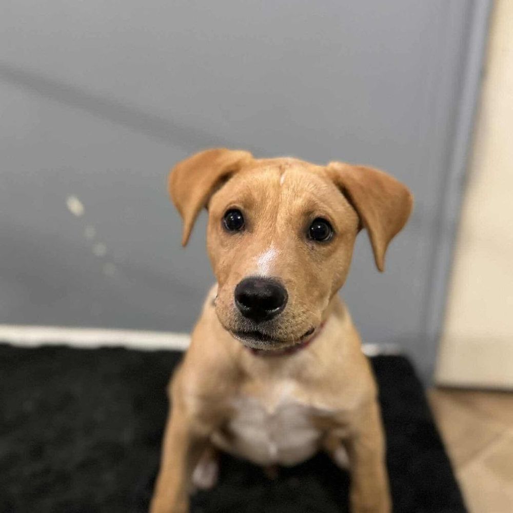 Sonny Ac is a Baby Yellow Labrador Retriever mix described as: Friendly, Playful, Curious, Loves, Affectionate, Know the breed, Good with Cats, Good with Children, Good with Dogs, Needs Active Lifestyle, Crate Trained and Independent