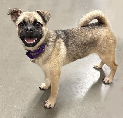 Zulu is a Adult Pug mix