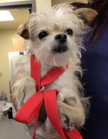 Maggie is a Young Wirehaired Terrier mix