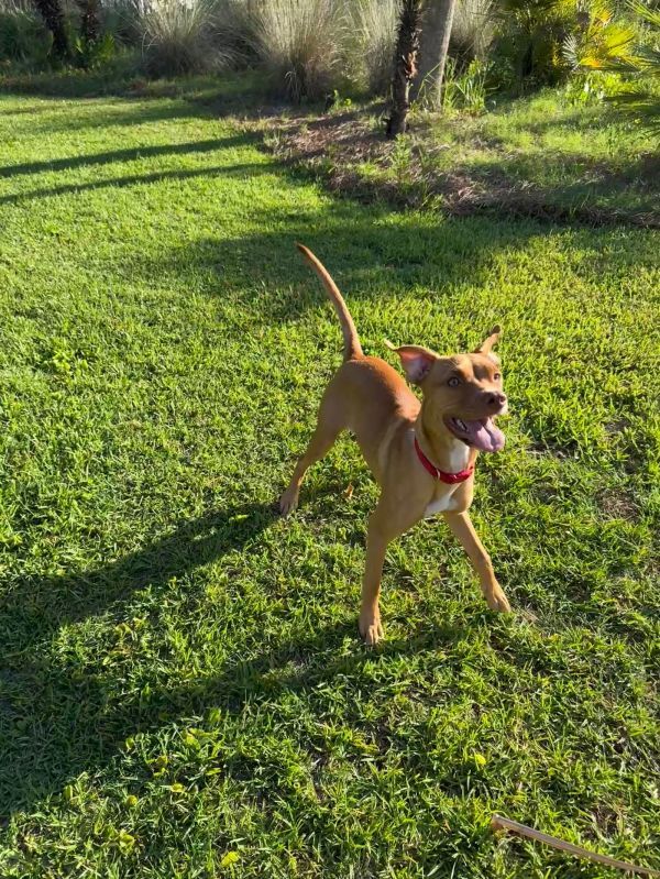 Allie is a Baby Terrier mix