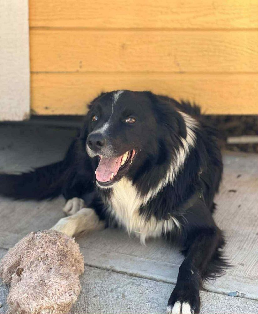 Ozzy is a Adult Border Collie 