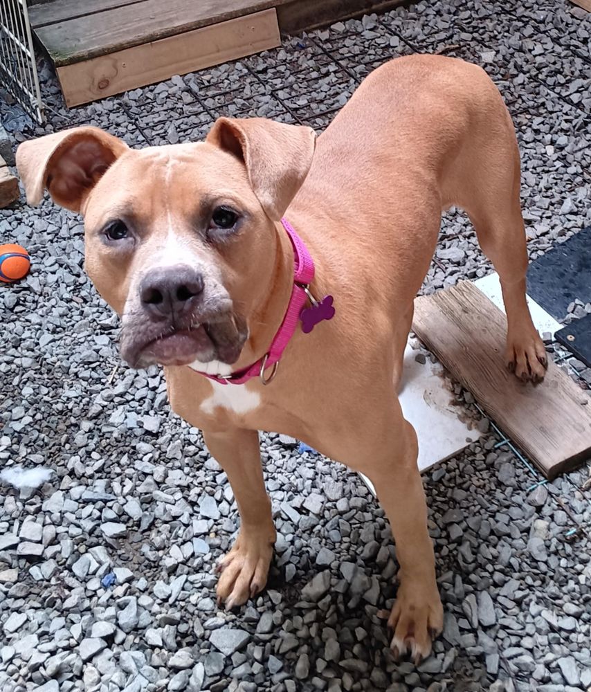 Maple is a Young Pit Bull Terrier mix described as: Affectionate, Athletic, Curious, Playful, Loyal, Loves, Gentle, Funny, Friendly, Quiet and Smart