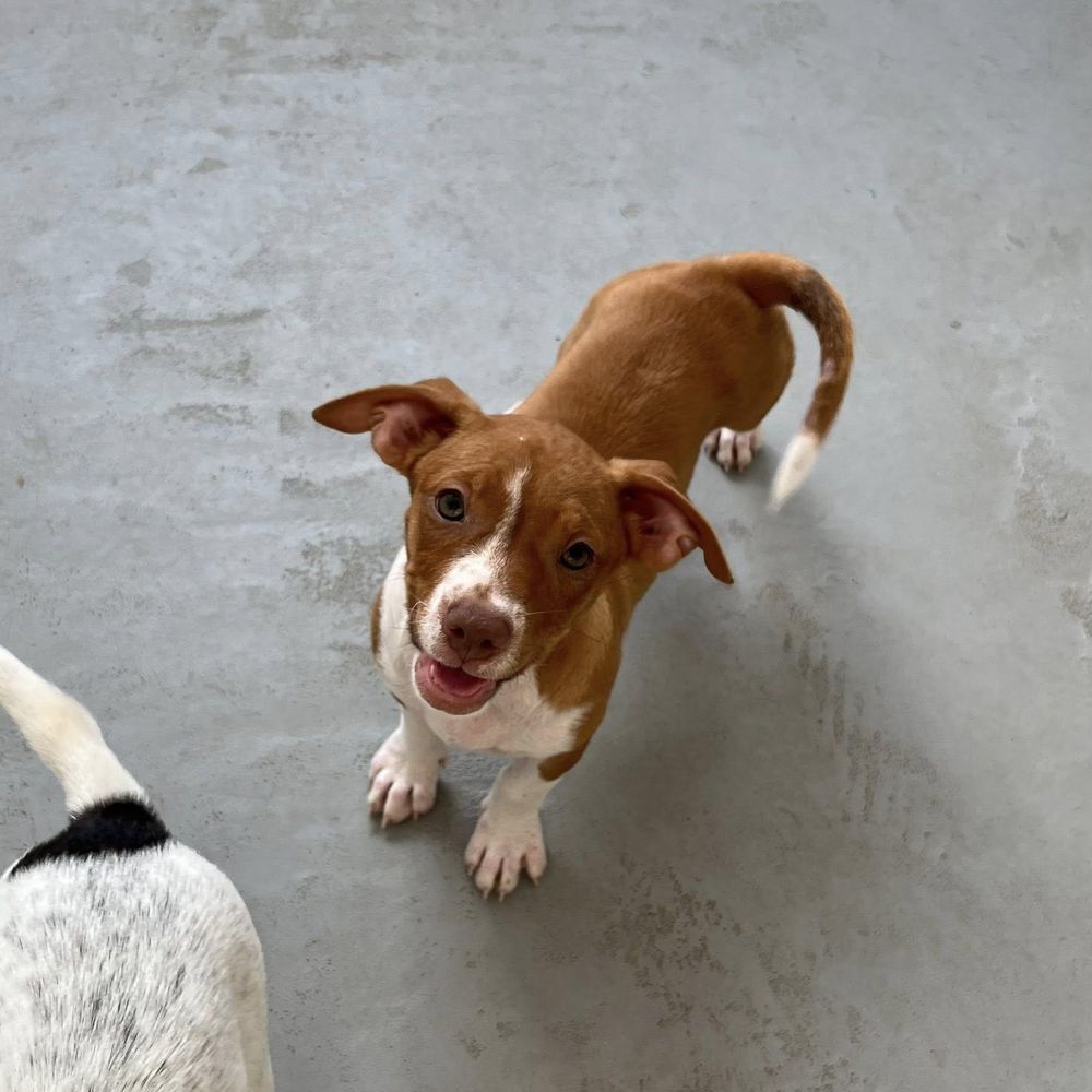 Cinnamon is a Baby Pit Bull Terrier mix described as: Affectionate, Athletic, Brave, Couch, Curious, Dignified, Friendly, Funny, Gentle, Loves, Loyal, Playful, Quiet and Smart