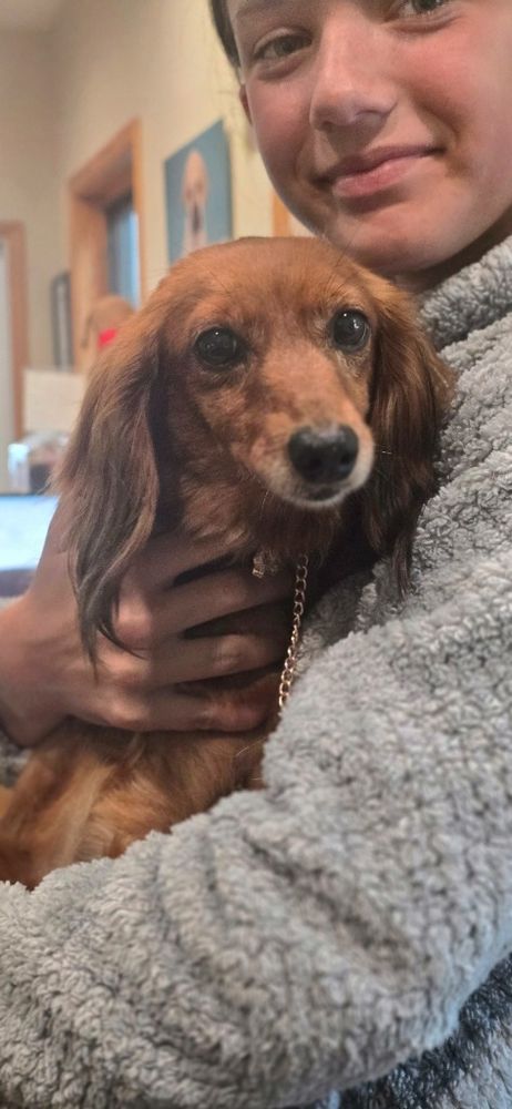 K3 Fern Dachshund is a Adult Dachshund 