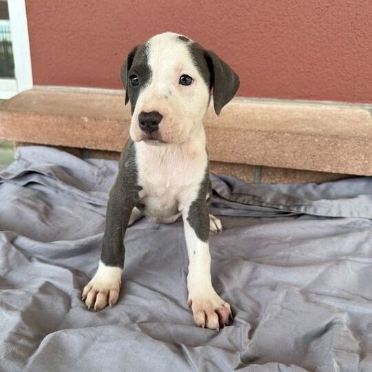 Sadie is a Baby Labrador Retriever mix