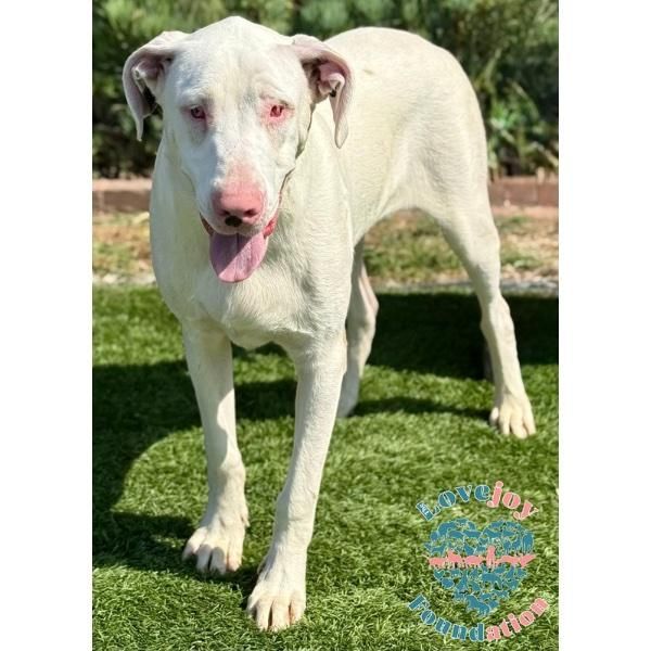 Jax Coh is a Baby Great Dane mix described as: Affectionate, Friendly, Playful and Loves Kisses