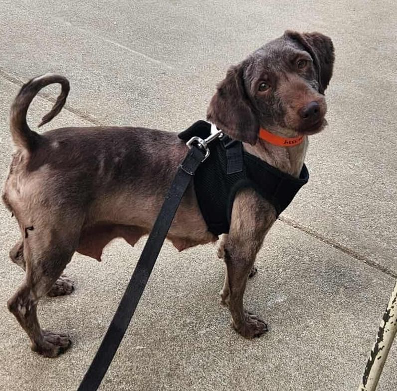 Hanna is a Adult Havanese mix