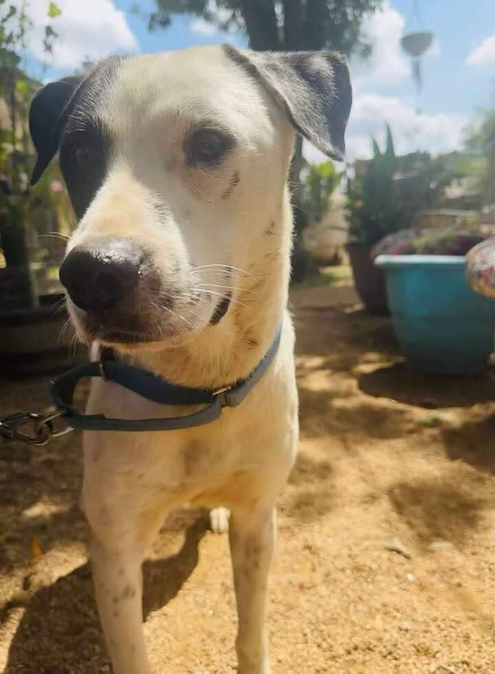 Tostito is a Young Cattle Dog mix described as: Affectionate, Curious, Friendly, Loves, Loyal, Playful and Gentle