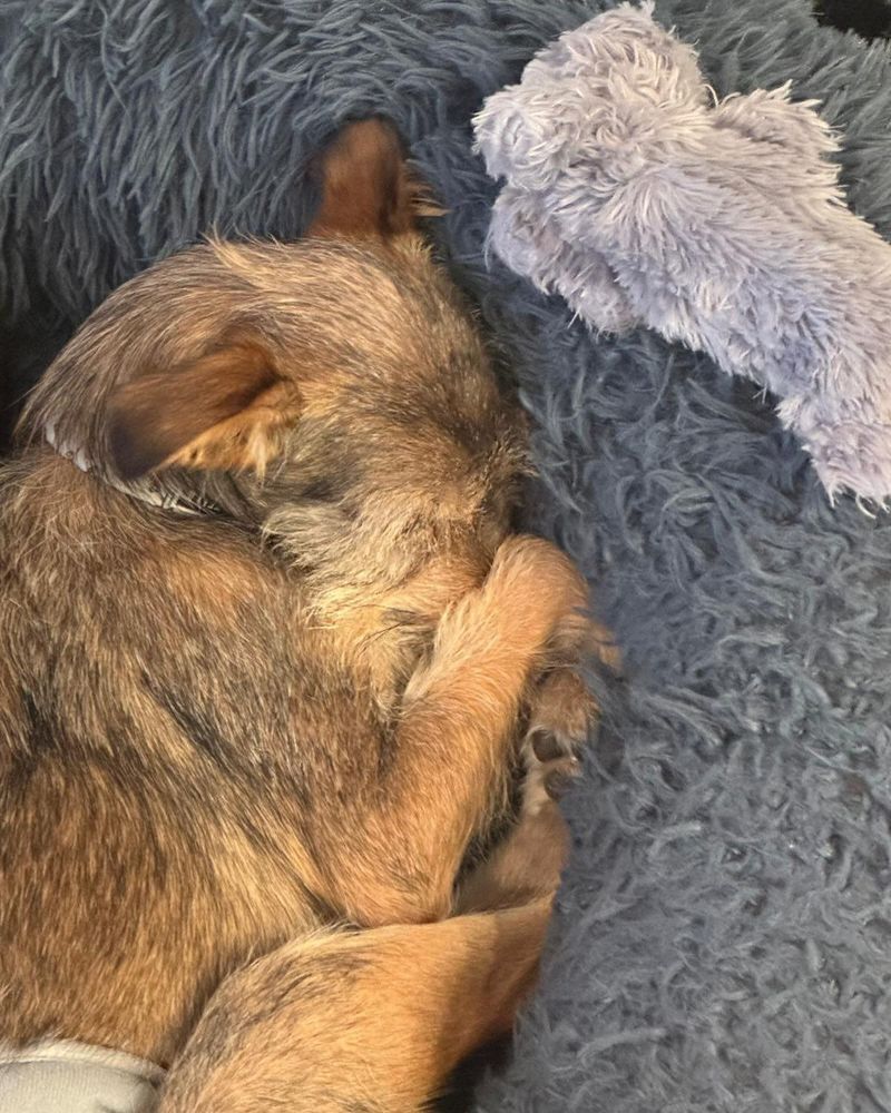 Max is a Young Terrier mix described as: Affectionate, Curious, Friendly, Playful and Smart