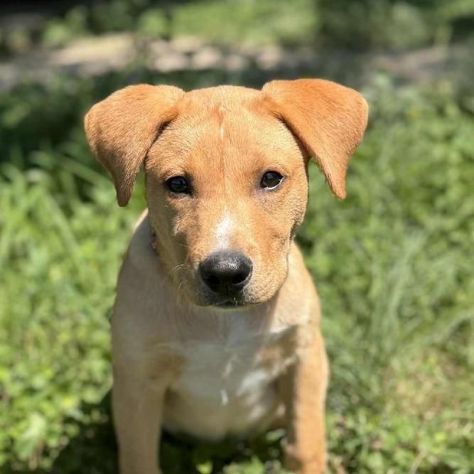 Sonny Ac is a Baby Yellow Labrador Retriever mix described as: Friendly, Playful, Curious, Loves, Affectionate, Know the breed, Good with Cats, Good with Children, Good with Dogs, Needs Active Lifestyle, Crate Trained and Independent