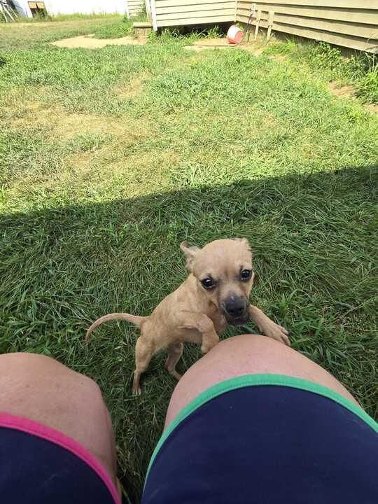 Rue is a Baby Chihuahua 
