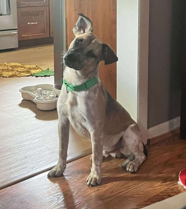 Dodd is a Young Australian Shepherd mix