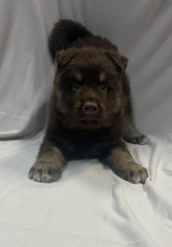Padfoot is a Baby Husky mix