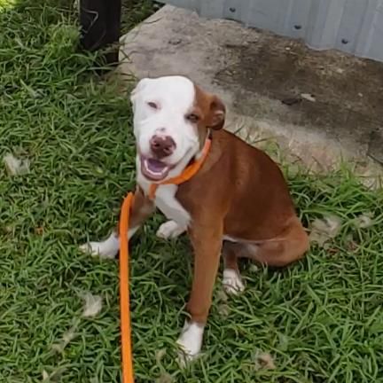 Blink is a Young Terrier mix described as: Affectionate, Loyal, Friendly, Smart and Funny